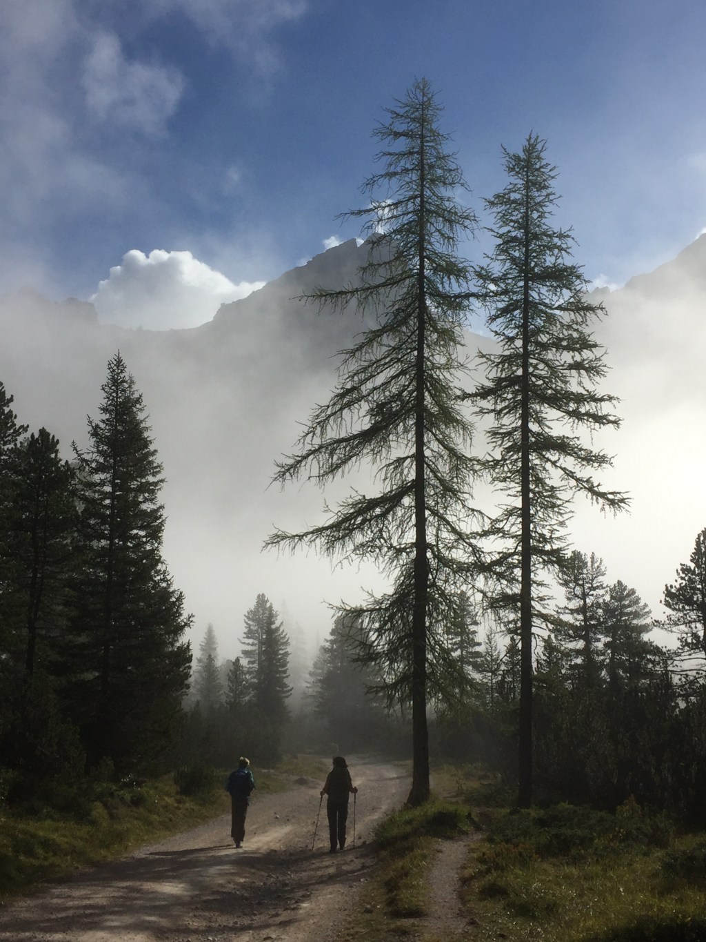 The forests that float Venice 